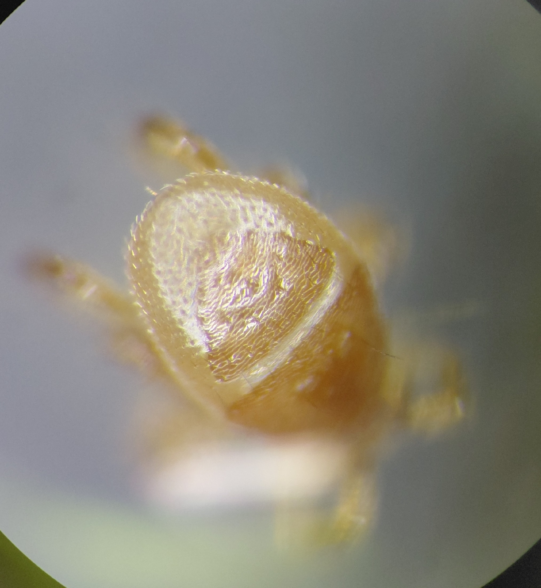 Parasitellus fucorum (De Geer, 1778)