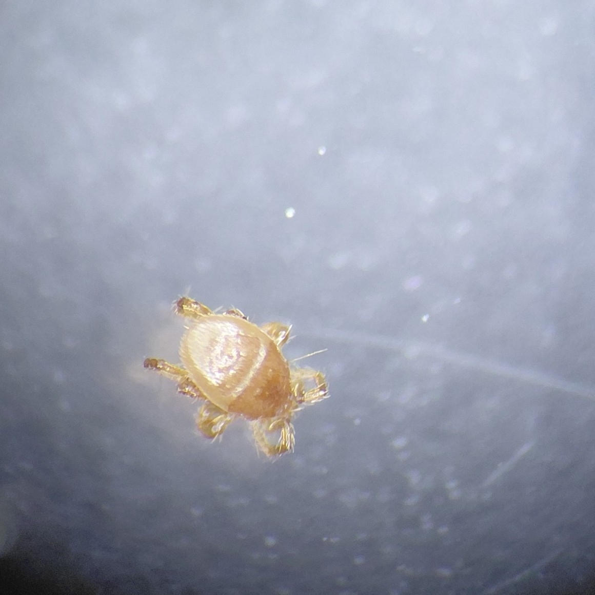 Parasitellus fucorum (De Geer, 1778)