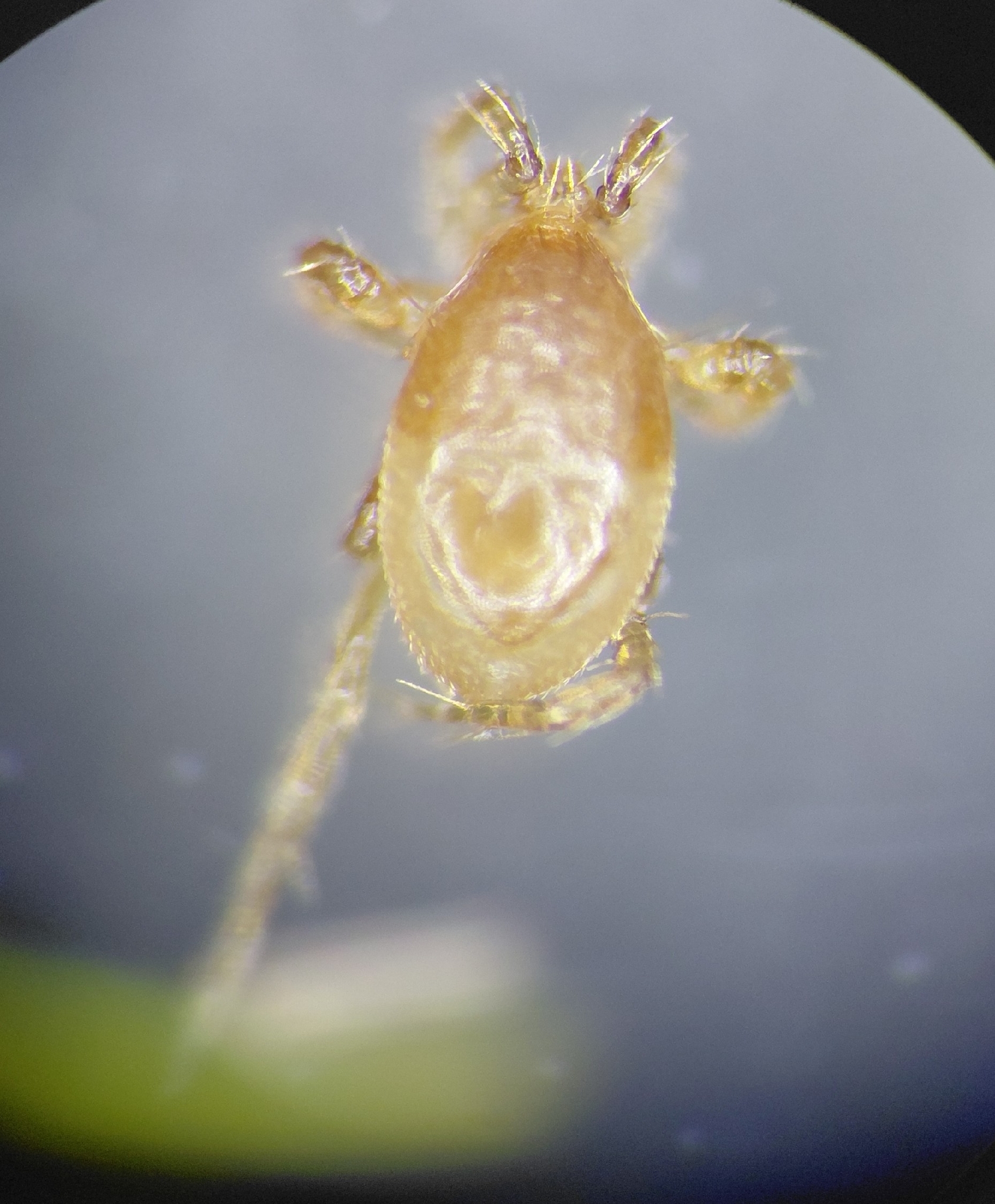 Parasitellus fucorum (De Geer, 1778)
