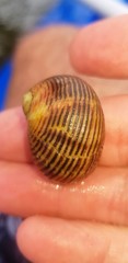 Nerita balteata