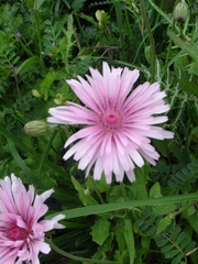 Crepis rubra