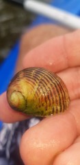 Nerita balteata