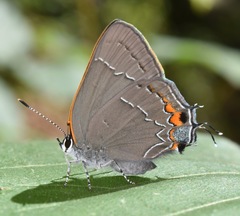 Satyrium favonius