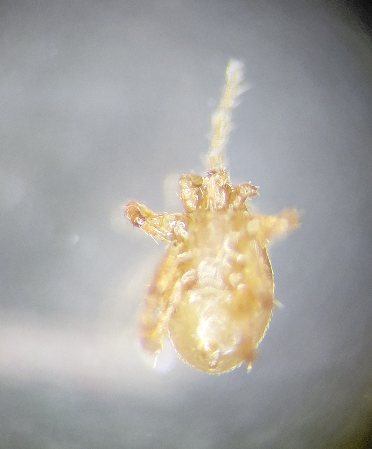 Parasitellus fucorum (De Geer, 1778)