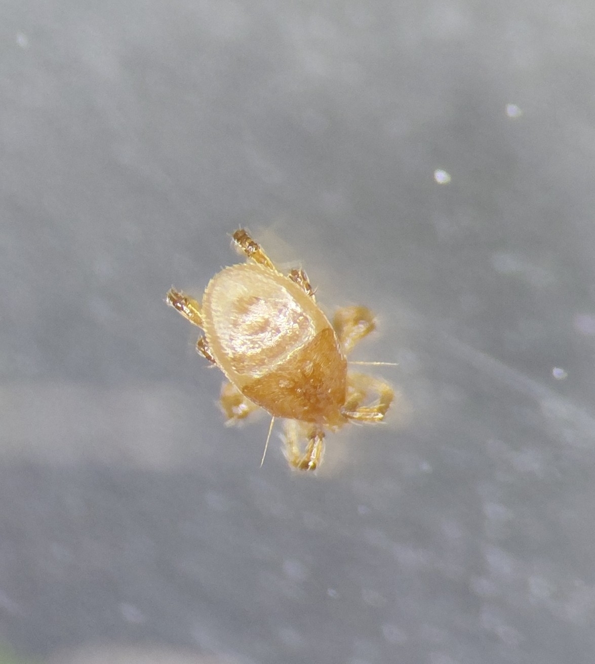 Parasitellus fucorum (De Geer, 1778)