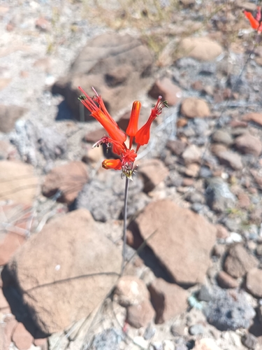 Cape Behria (Behria tenuiflora)