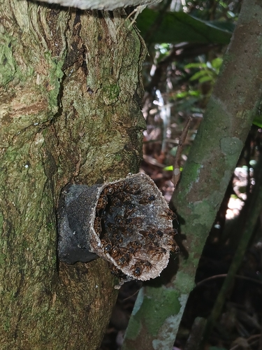 Brazilian Robust-Stingless bee