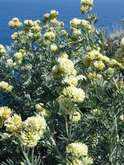 Anthyllis barba-jovis