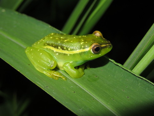 Argus Reed Frog, Hyperolius argus