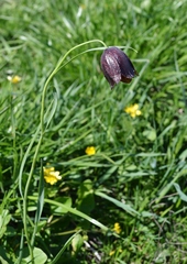 Fritillaria meleagroides
