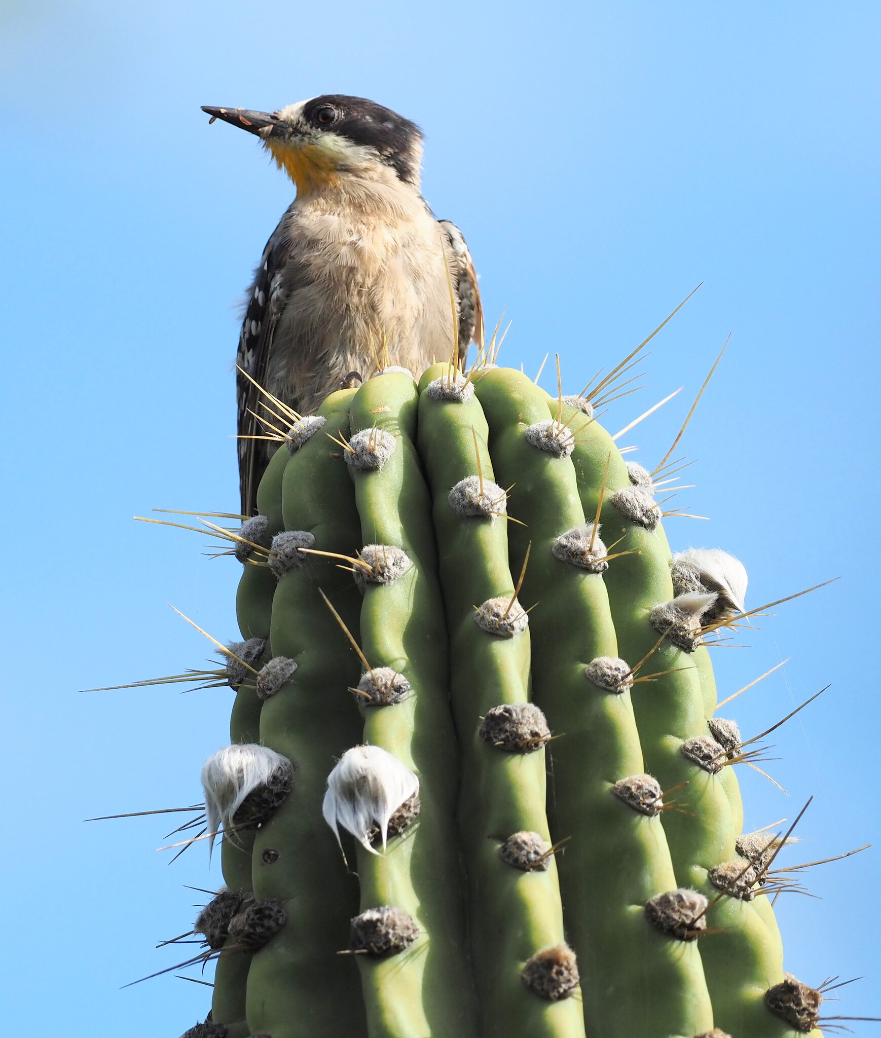 White-fronted Woodpecker (Melanerpes cactorum), photo 8