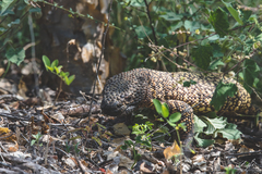 Heloderma exasperatum