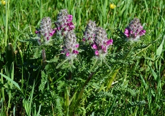 Pedicularis dasystachys