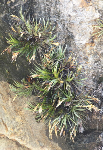 Tillandsia argentina, photograph 6
