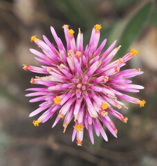 Gomphrena pulchella, photograph (c) Rosario Douglas, some rights reserved (CC BY)