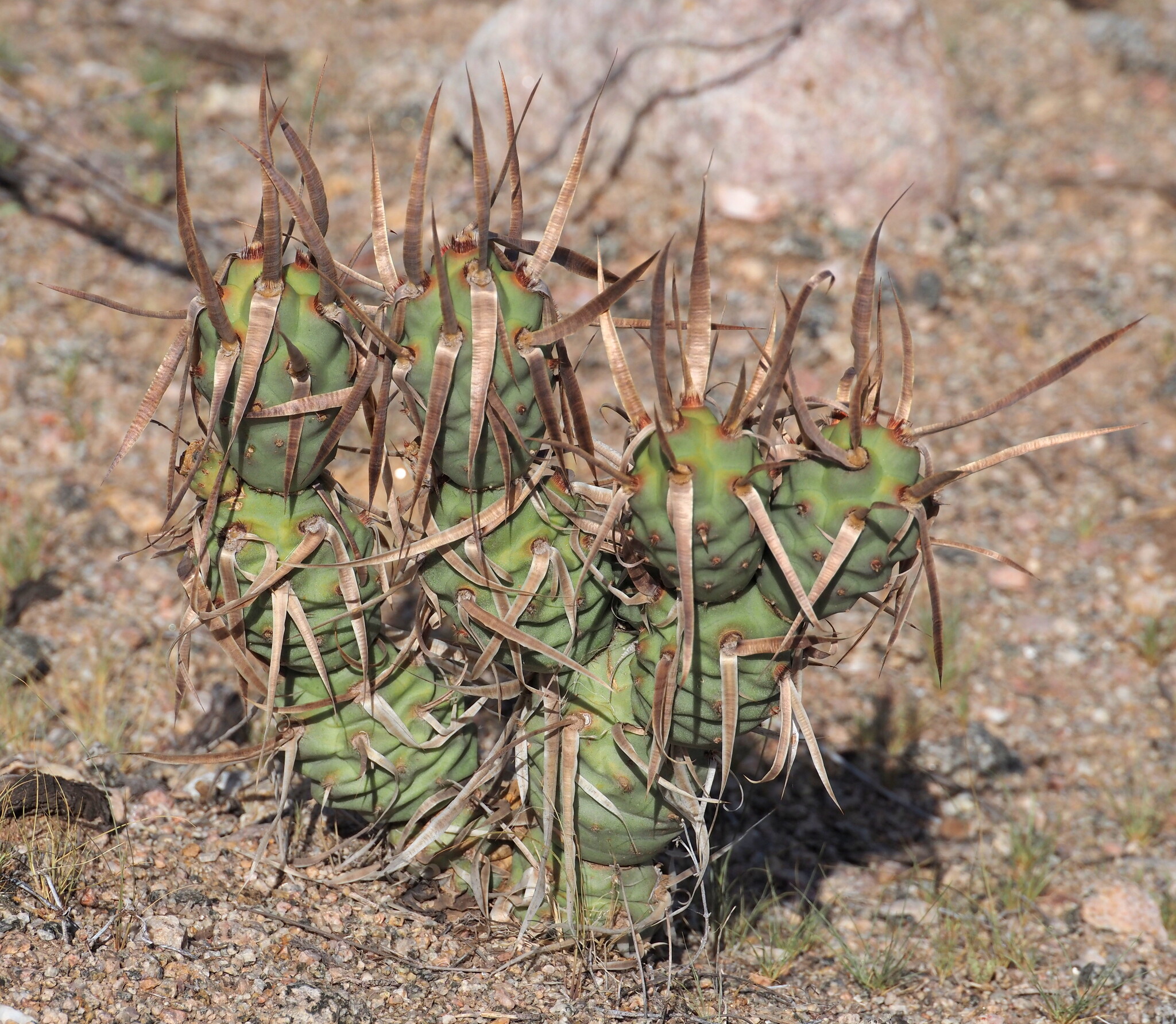 Tephrocactus Articulatus (Tephrocactus articulatus)