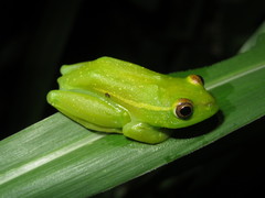Hyperolius argus