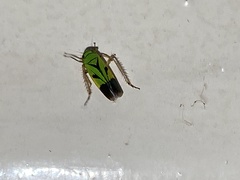 Nephotettix nigropictus