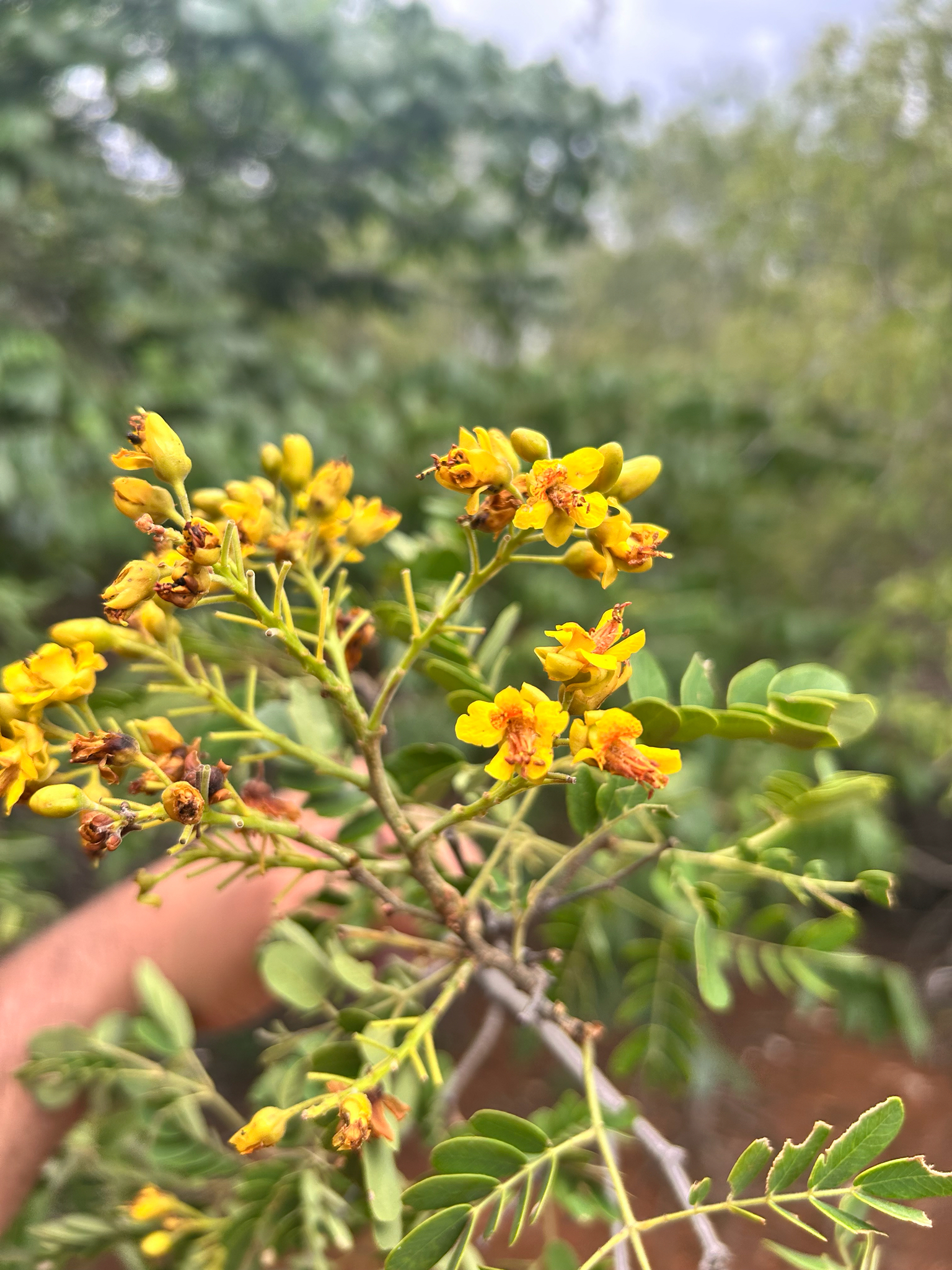 Libidibia ferrea