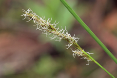 Carex appropinquata