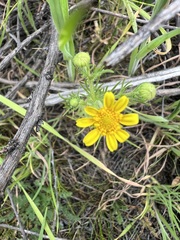 Lasthenia coronaria, photograph author not stated, no rights reserved