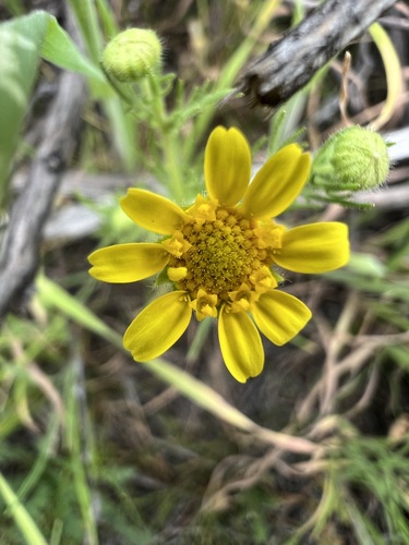 Royal Goldfields (Lasthenia coronaria)