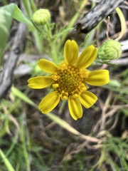 Lasthenia coronaria, photograph author not stated, no rights reserved
