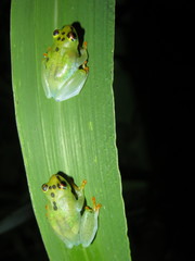 Hyperolius pusillus