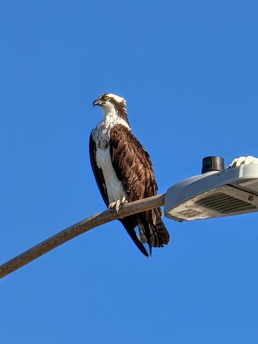 Osprey