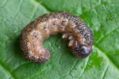 Tenthredo ferruginea