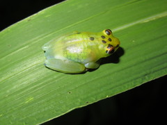 Hyperolius pusillus