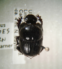Onthophagus coproides