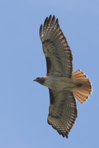 Red-tailed Hawk