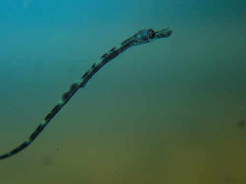 Diepe zeenaald (Leptonotus blainvilleanus) — Syngnathidae