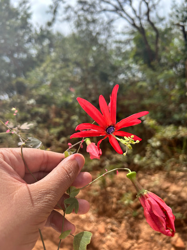 Passiflora edmundoi