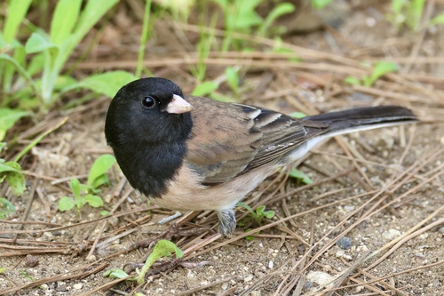 Dark-eyed Junco