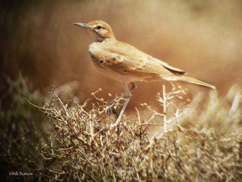 Lesser Hoopoe-Lark