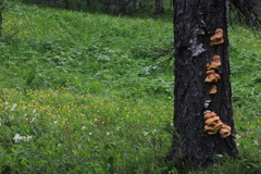 Laetiporus montanus