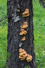 Laetiporus montanus