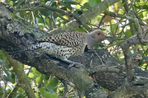 Northern Flicker