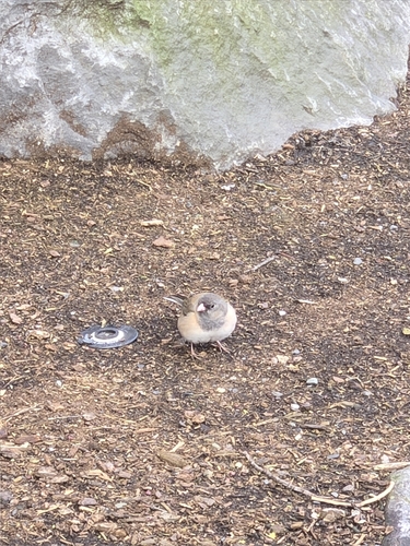 Dark-eyed Junco