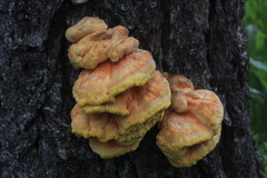 Laetiporus montanus