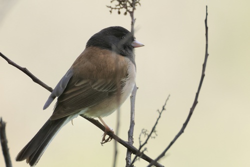 Dark-eyed Junco