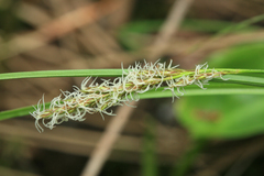 Carex appropinquata