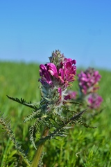 Pedicularis dasystachys