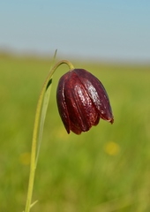 Fritillaria meleagroides