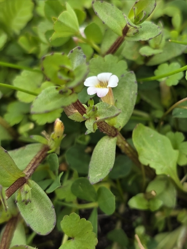 Gratiola sexdentata, 2026-03-04