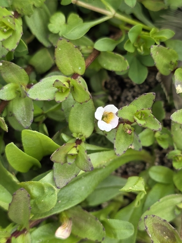 Gratiola sexdentata, photograph 4