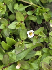 author not stated, no rights reserved Gratiola sexdentata, photograph author not stated, no rights reserved