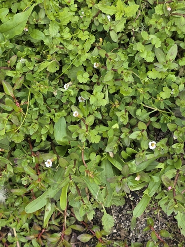 Gratiola sexdentata, photograph 5